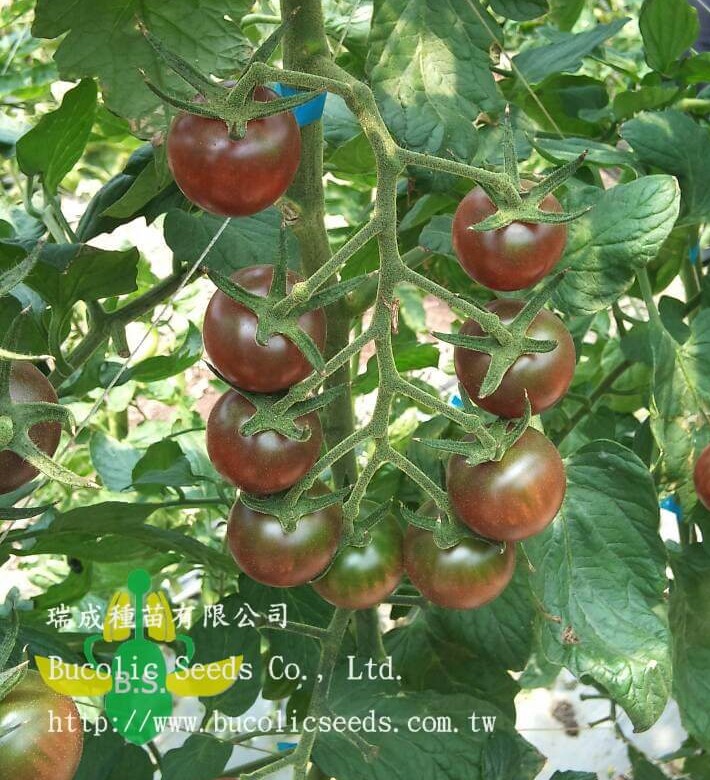 Tomato 9 - Tomato 9